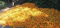 सुन्तला उत्पादनबाट पर्वतमा ६ करोड भित्रियो